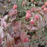 Cornus kousa Фрукт