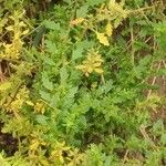 Dysphania pumilio Hoja