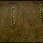 Spiranthes romanzoffiana Habit