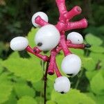 Actaea pachypoda Fruto