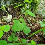 Aristolochia pallida Levél