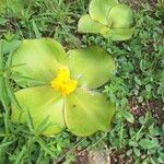 Costus spectabilis Leaf