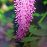 Sanguisorba hakusanensis Flower