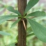 Berberis aggregata Bark