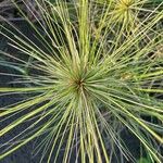 Spinifex littoreus Leaf