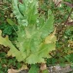 Papaver somniferumLeaf