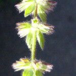 Stachys arvensis Floare