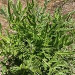 Cirsium discolor Hoja