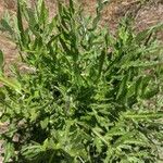 Cirsium discolor Hostoa