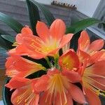 Clivia × cyrtanthiflora Blomma