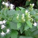 Chromolaena odorata Hábito