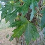 Acer × freemanii পাতা