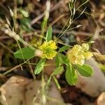 Trifolium campestre花