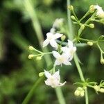 Galium mollugo List