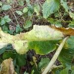 Lactuca virosa Feuille