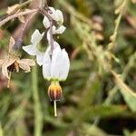 Solanum lyratum Fiore