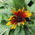 Rudbeckia hirtaFiore