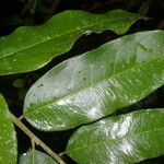 Mabea montana Leaf