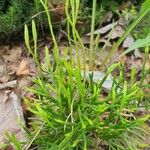 Lycopodium complanatum Flower