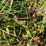 Polygonum persicaria果實