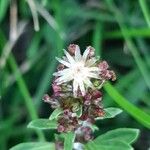 Gnaphalium americanum Flower