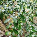Azara lanceolata Blatt
