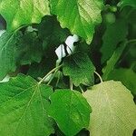Populus × canescens Ліст