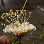 Lafoensia acuminata Flor