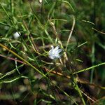 Campanula aparinoides Habit