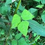 Amphicarpaea bracteata Blad