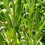 Centaurea cyanus Leaf