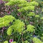 Patrinia scabiosifolia Květ