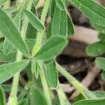 Trifolium arvense Corteza