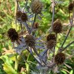 Eryngium planumFruit