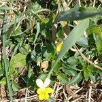 Viola arvensis Hábito