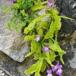 Pinguicula longifoliaFlors