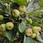 Malus sylvestris Fruto