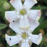 Silene vallesia Flors