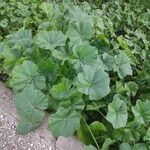 Malva parviflora Leaf