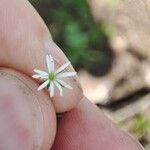 Stellaria crassifolia 花