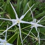 Hymenocallis liriosme ফুল