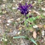 Muscari matritense Flower