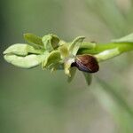 Ophrys arachnitiformis മറ്റ്