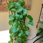 Anredera cordifoliaLeht