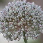 Allium baeticum Flower