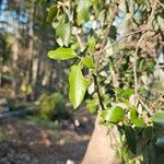 Quercus wislizeni Hoja