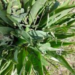 Lindelofia stylosa Hoja