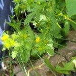 Potentilla norvegica পাতা