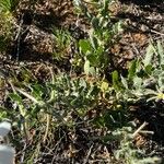 Oenothera albicaulis Folio