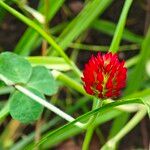 Trifolium incarnatum花